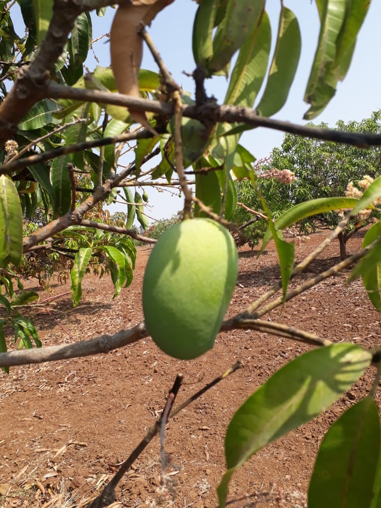 Organic Mango